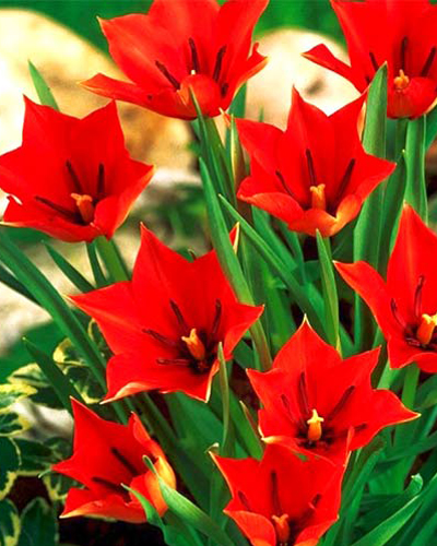 Тюльпан Botanical/Species Red Hunter