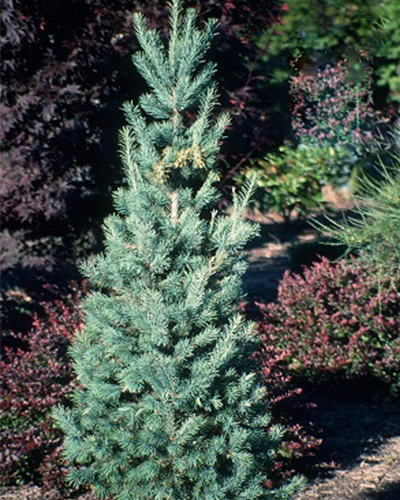 Псевдотсуга мензиса Фастигиата (Pseudotsuga menziesii Fastigiata)