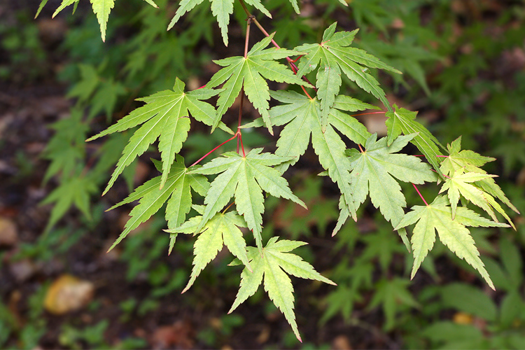 Клен дланевидный, веерный (Acer palmatum)