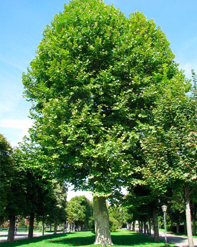 Платан кленолистный (Platanus acerifolia)