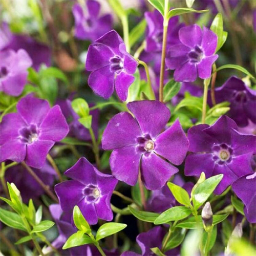 Барвинок малый Атропурпуреа (Vinca minor Atropurpurea)