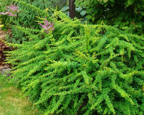 Барбарис тунберга Грин Карпет (Berberis thunbergii Green Carpet)