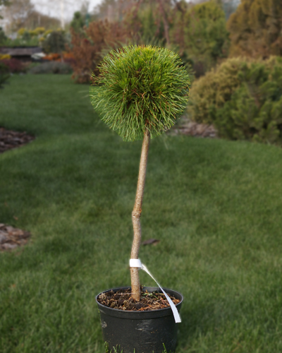 Сосна горная Варелла на штамбе (Pinus mugo Varella) 