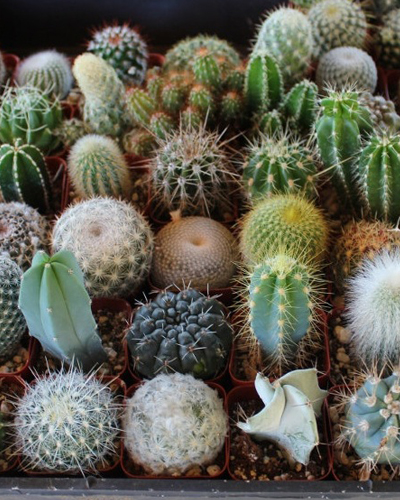 Кактус Ронделла микс (Cactus Rondella)