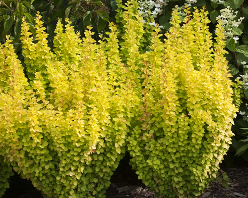 Барбарис тунберга Мария (Berberis thunbergii Maria)