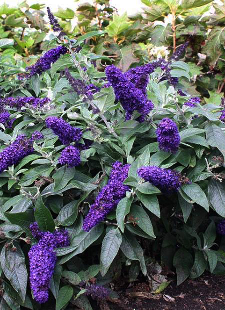 Буддлея давида Рокетстар Индиго (Buddleja davidii Rocketstar Indigo)