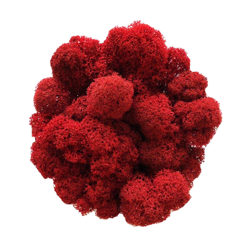 Мох Ягель стабилизированный Red