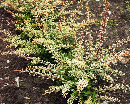 Барбарис тунберга Наташа (Berberis thunbergii Natasza)