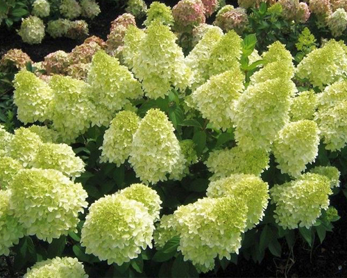 Гортензия метельчатая Меджикал Кендл (Hydrangea paniculata Magical Candle)