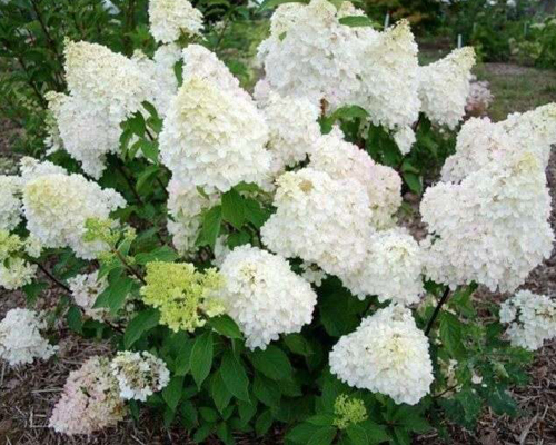 Гортензия метельчатая Селекшн (Hydrangea paniculata Selection)