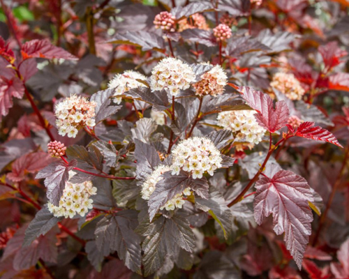 Пузыреплодник калинолистный Саммер Вайн (Physocarpus opulifolius Summer Wine)