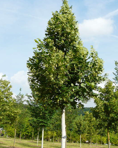 Липа крупнолистная Оребро (Tilia platyphyllos Orebro)