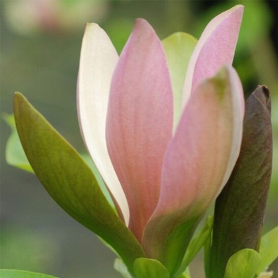 Магнолия бруклинская Ева Мария (Magnolia brooklynensis Eva Maria)