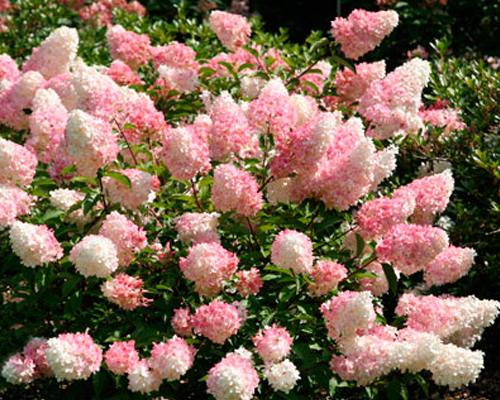 Гортензия метельчатая Ванилла Фрейз (Hydrangea paniculata Vanilla Freise)