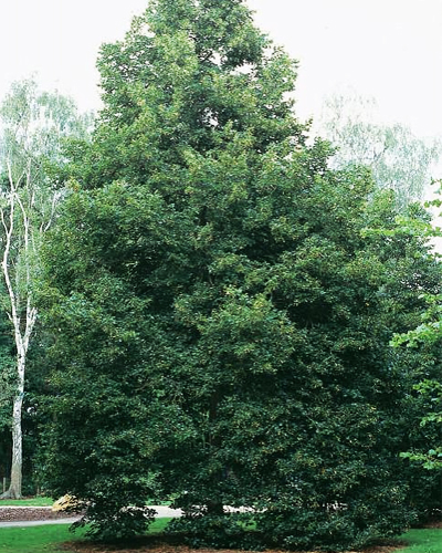 Липа европейская Эухлора (Tilia x europaea Euchlora)