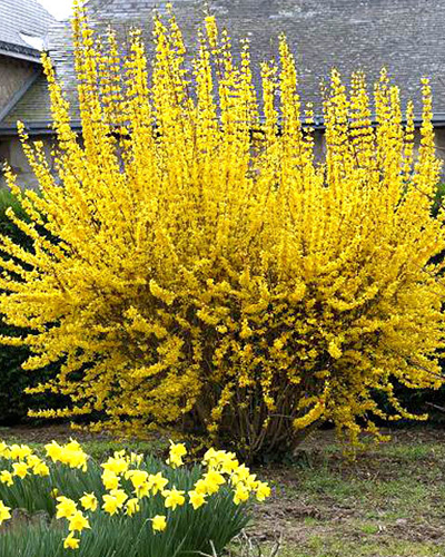 Форзиция средняя Линвуд (Forsythia intermedia Lynwood)