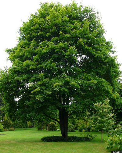 Клен остролистный (Acer platanoides)