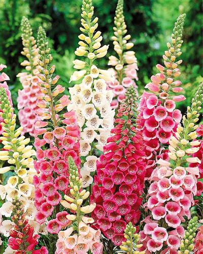 Наперстянка Эксельсиор (Digitalis purpurea Excelsior)