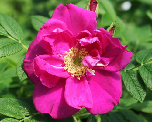 Роза-ругоза Эксепшн (Rose-rugosa Exeption)