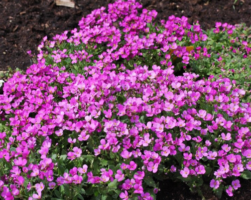 Арабис кавказский (Arabis caucasica)