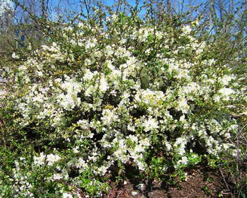 Хеномелес (Айва) прекрасный Нивалис (Chaenomeles speciosa Nivalis)