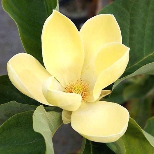 Магнолия голая Еллоу Лантерн (Magnolia Yellow Lantern)