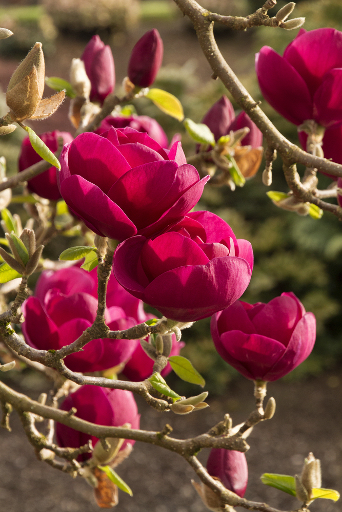Магнолия гибридная Блэк Тюлип (Magnolia hybrida Black Tulip)