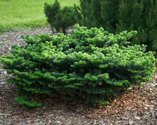 Пихта бальзамическая Нана (Abies balsamea Nana)