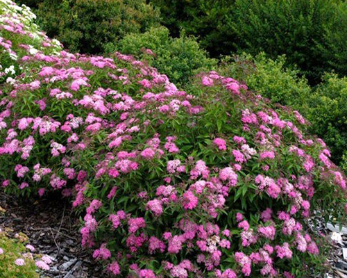 Спирея японская Криспа (Spiraea japonica Crispa)