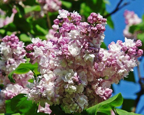 Сирень обыкновенная Кэтрин Хевемейер (Syringa vulgaris Katherine Havemeyer)