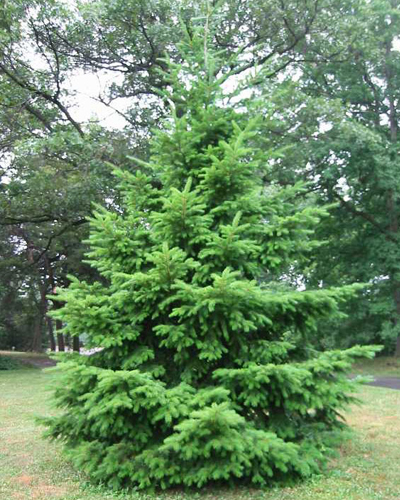 Псевдотсуга Мензиса (Pseudotsuga menziesii)