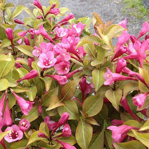 Вейгела цветущая Каппучино (Weigela florida Cappucino)