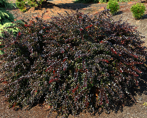 Барбарис средний Ред Джевел (Berberis x media Red Jewel)