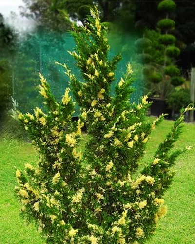 Можжевельник китайский Вариегата (Juniperus chinensis Variegata)