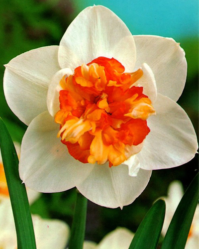 Нарцисс Double Flower Drift