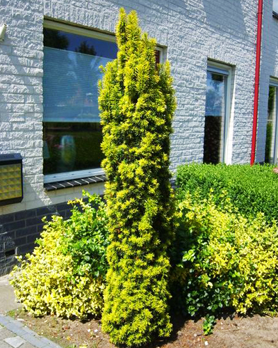 Тис ягодный Фастигиата Ауреа (Taxus baccata Fastigiata Aurea)