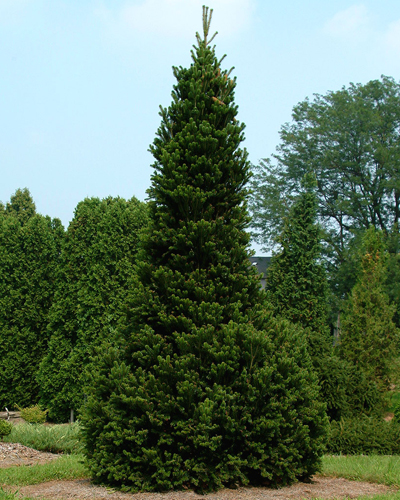 Пихта белая Пирамидалис (Abies alba Pyramidalis)