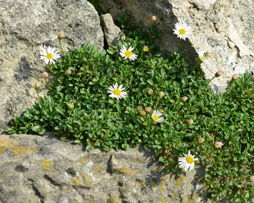 Эригерон скалистый (Erigeron scopulinus)