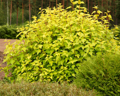 Пузыреплодник калинолистный Дартс Голд (Physocarpus opulifolius Dart's Gold)