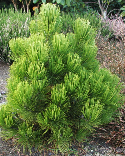Сосна белокорая Нана (Pinus leucodermis Nana)