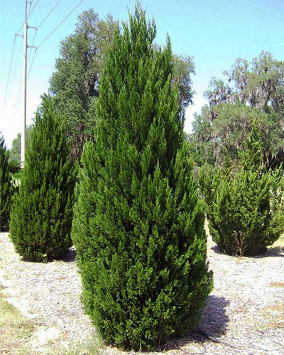 Можжевельник китайский Спартан (Juniperus chinensis Spartan)