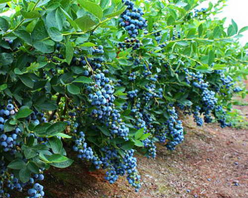 Голубика высокорослая Блюкроп (Vaccinium corymbosum Bluecrop)