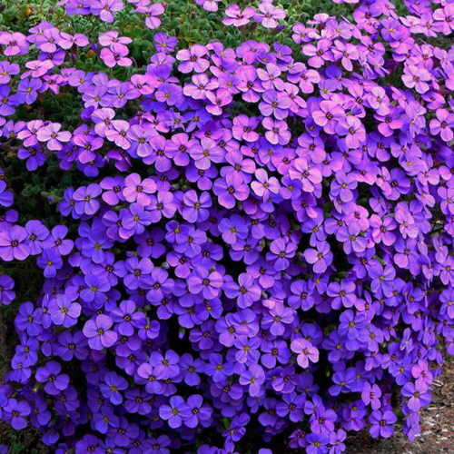 Обриета культурная Гердждайк (Aubrieta cultorum Gurgedyke)