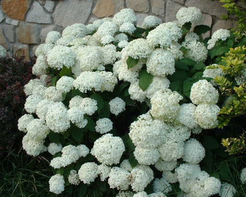 Гортензия древовидная Хиллс оф Сноу (Hydrangea arborescens Hills of Snow)