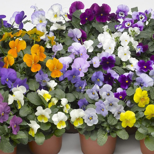 ВИОЛА в ассортименте (Viola)