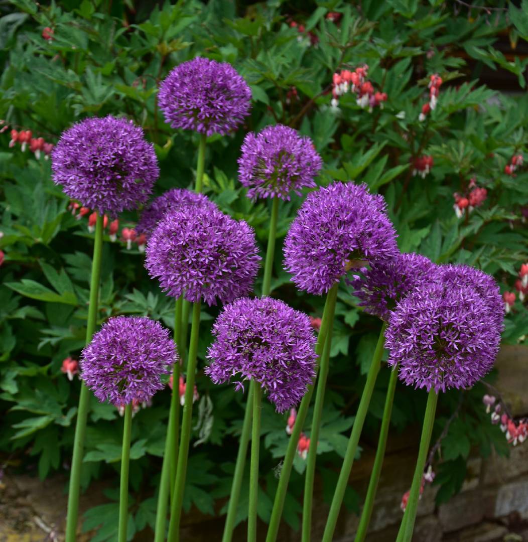 Аллиум Purple Sensation