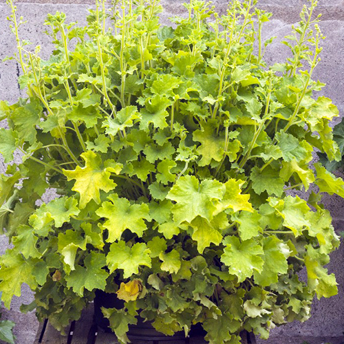 Гейхера Рекс Лайм (Heuchera Rex Lime)