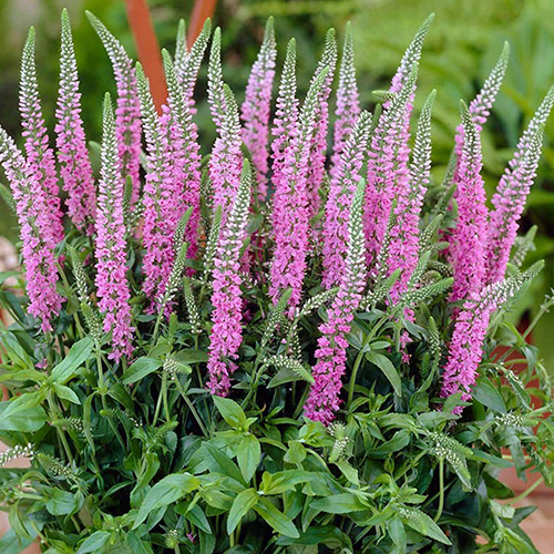 Вероника колосковая Анниверсари Нью Роуз (Veronica spicata Anniversary New Rose)
