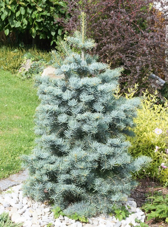 Пихта одноцветная Виолацея (Abies concolor Violacea)