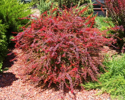 Барбарис тунберга Оранж Дрим (Berberis thunbergii Orange Dream)